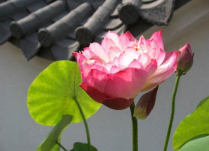 人生在世除生活外還需要了解什么？
