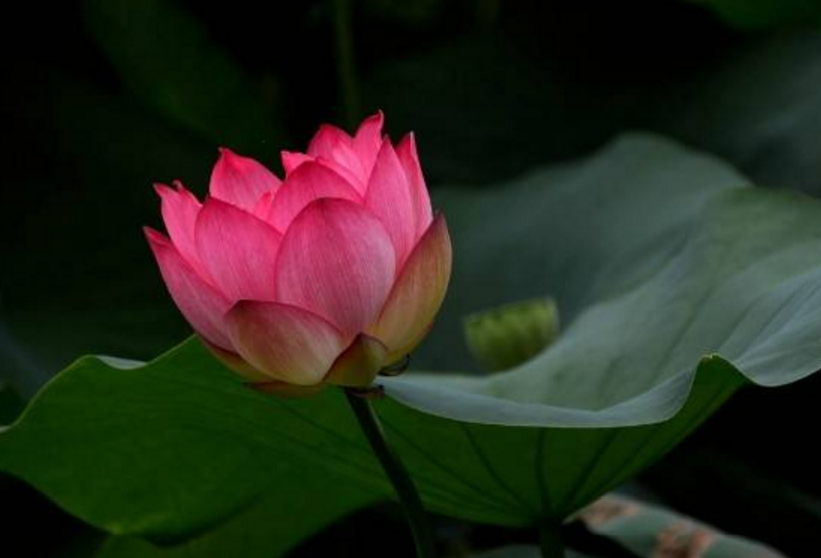 如何才能學(xué)會(huì)有舍有得？