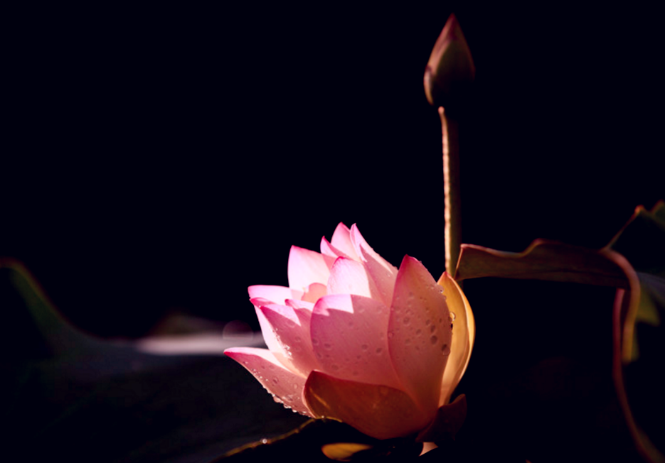 悟花，悟禪