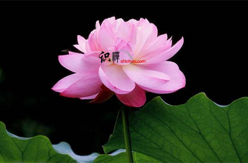 盛明蘭教導你：遇事莫慌神 舒緩心情平常對待方可圓滿