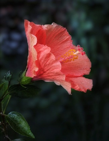 善念，開出最美的花朵